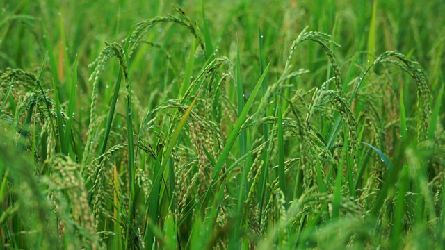 雨后田里的稻谷潮湿视频素材