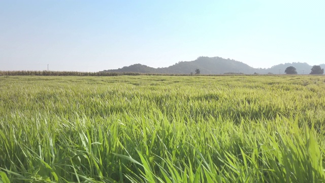 畜牧草原视频素材