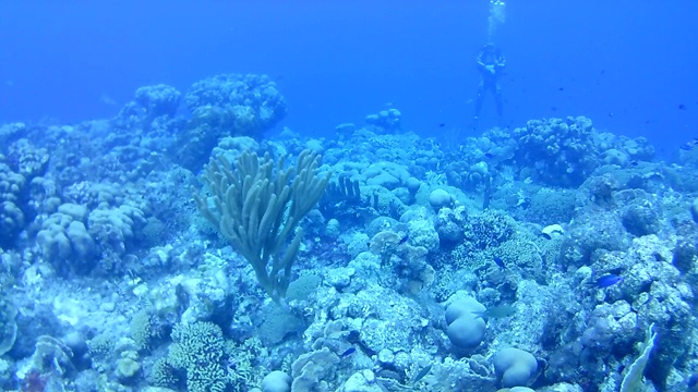 珊瑚生命加勒比海博内尔岛水下潜水潜水员录像视频素材