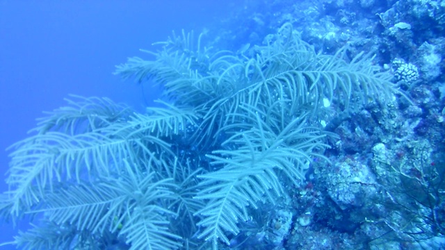 珊瑚生命加勒比海博内尔岛水下潜水潜水员录像视频素材