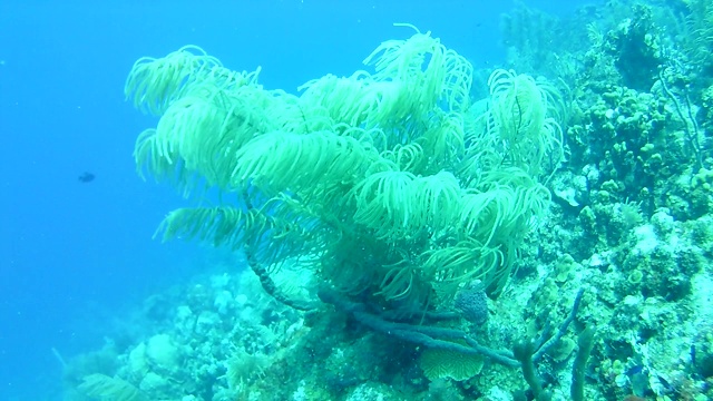 珊瑚生命加勒比海博内尔岛水下潜水潜水员录像视频素材