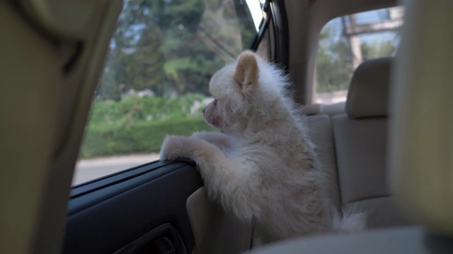 两只可爱的博美犬在车里视频素材