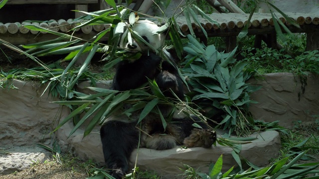 熊猫吃竹子视频素材