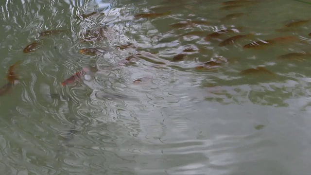 水里游着一群鲫鱼和金鱼。视频素材