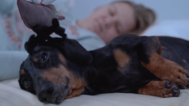 这只有趣的黑棕腊肠犬试图和一个女人睡在主人的床上，却被大玩具蚊子袭击了。在室内,蓝色背景。视频素材