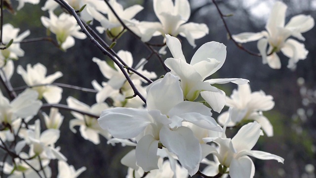 木兰树开花视频素材