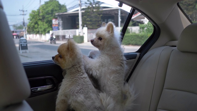 两只可爱的博美犬在车里视频素材