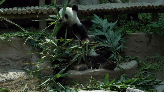 熊猫吃竹子视频素材