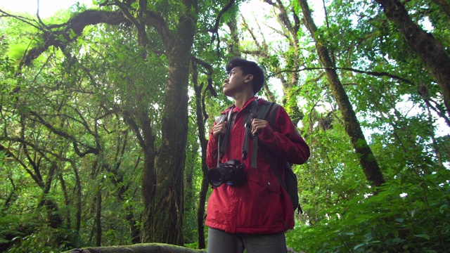 在森林中探索树木的男性徒步旅行者视频素材