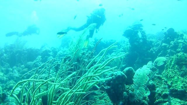 珊瑚生命加勒比海博内尔岛水下潜水潜水员录像视频素材