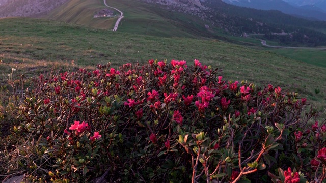 意大利Dolomites的Passo di Giau夏日日落，前景上的鲜花从下到上视频素材