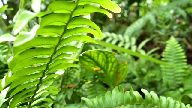 花园中的热带绿色植物。视频素材