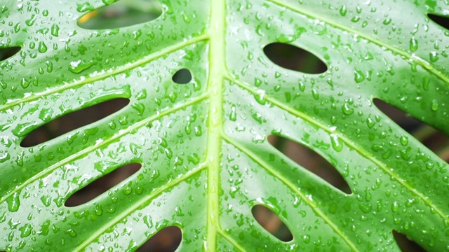 热带植物绿叶上的水滴，大自然的背景。视频素材