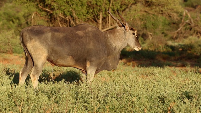 喂养大羚羊(羚羊Tragelaphus oryx)，南非莫卡拉国家公园视频素材