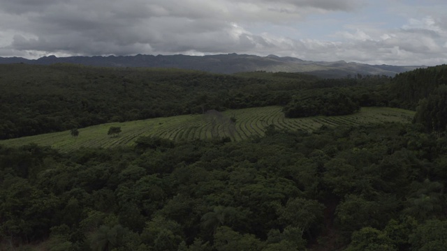 无人机-种植园在Mata - Minas Gerais -巴西视频下载