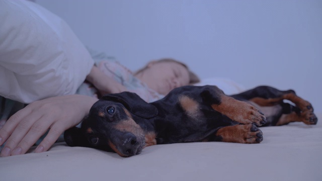 这只有趣的黑棕腊肠犬试图和一个女人睡在主人的床上，却被大玩具蚊子袭击了。在室内,蓝色背景。视频素材