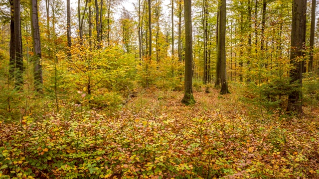 彩色的秋天森林，Weibersbrunn, Spessart, Bavaria，德国，欧洲视频素材