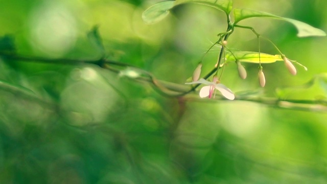 柔软的绿叶和花的焦点视频下载