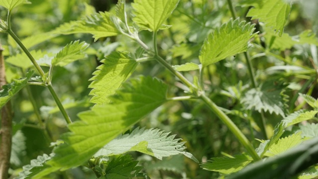 野生普通荨麻植物叶片自然背景缓慢倾斜4K视频素材