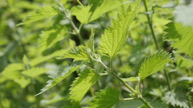 普通荨麻植物叶片自然背景缓慢倾斜4K视频素材