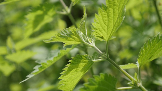 特写常见的荨麻植物叶自然背景缓慢倾斜4K视频素材