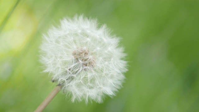 特写球蒲公英花在绿色的自然背景4K视频素材