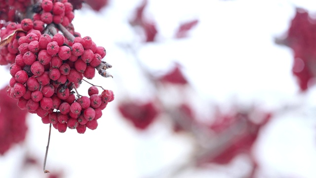 红色的山灰和雪视频素材