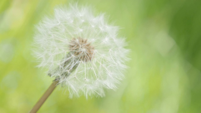 蒲公英花在绿色的自然背景4K视频素材