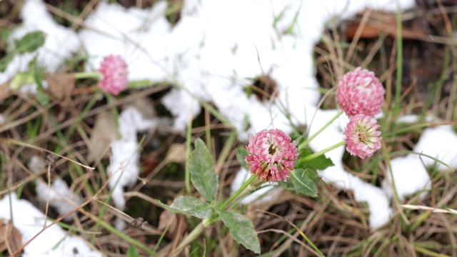 三叶草花与雪视频素材