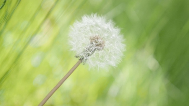 蒲公英花在绿色环境自然背景慢动作视频素材