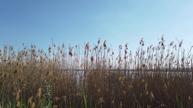 湖上的日落。湖和芦苇的景色，4k视频素材