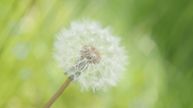 慢镜头柔和的蒲公英花在绿色环境的自然背景视频素材