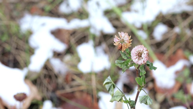 三叶草花与雪视频素材