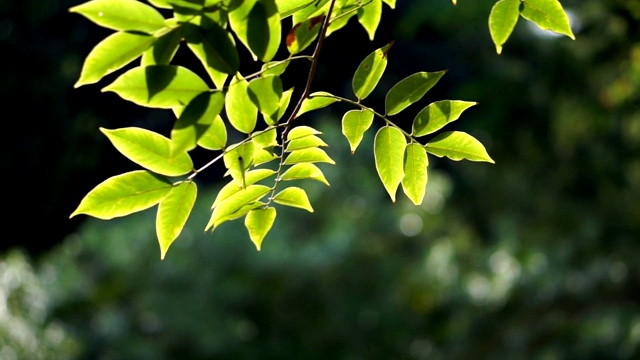 树枝上的绿叶随风飘动。还有一只小蝴蝶栖息在树叶上-视频高清视频素材