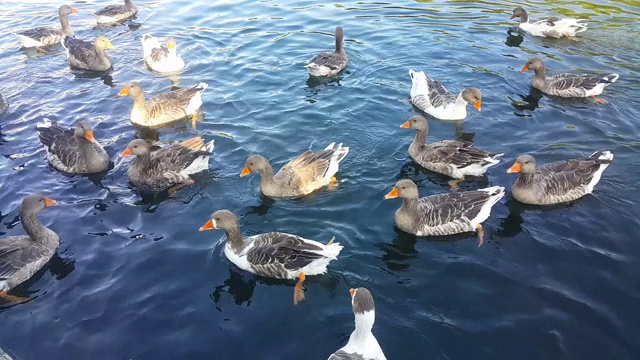 一群鸭子在湖里游泳，吃着游客扔来的爆米花，浸在水里，吃着在旅游小镇耶穆克拍摄的苔藓视频素材