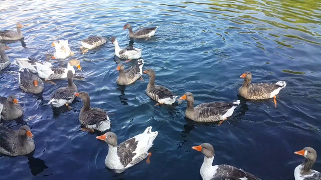 一群鸭子在湖里游泳，吃着游客扔来的爆米花，浸在水里，吃着在旅游小镇耶穆克拍摄的苔藓视频素材