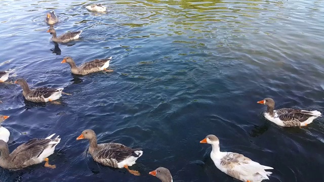 一群鸭子在湖里游泳，吃着游客扔来的爆米花，浸在水里，吃着在旅游小镇耶穆克拍摄的苔藓视频素材