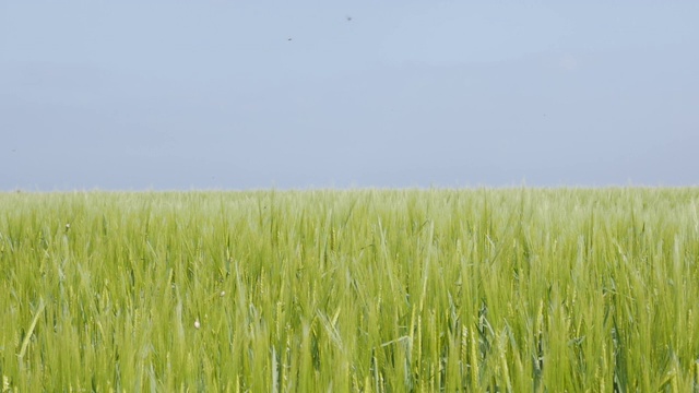 一望无际的绿色麦田里的小麦幼苗在风的背景上缓缓移动视频素材