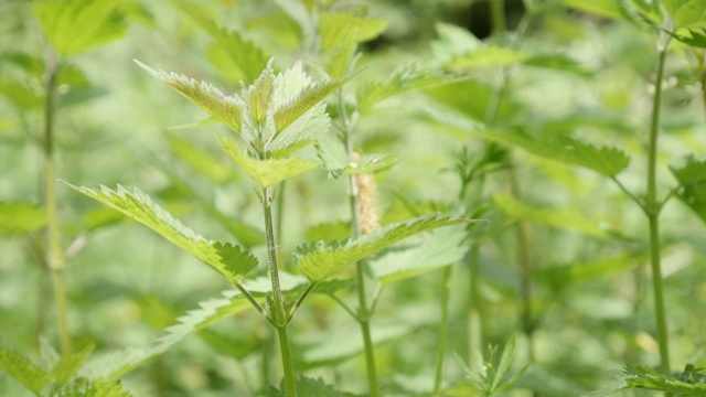 普通荨麻植物叶片自然背景缓慢倾斜4K视频素材