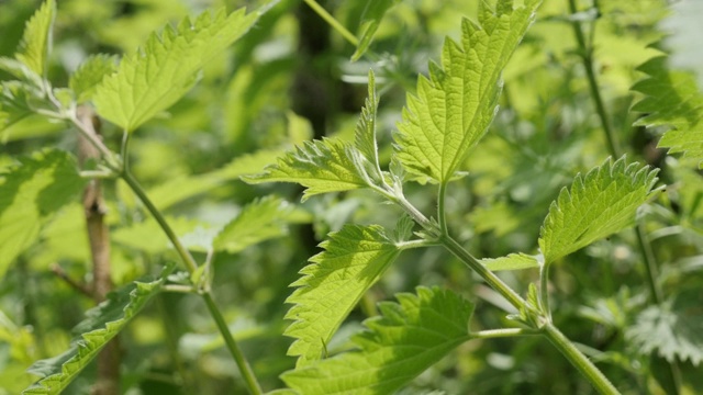 浅DOF草本植物野生常见荨麻自然背景缓慢倾斜4K视频素材