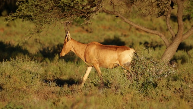 红羚(Alcelaphus buselaphus)，南非莫卡拉国家公园视频素材