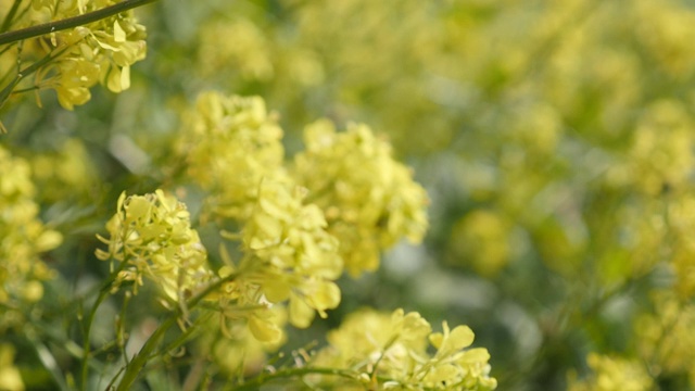 大风上油菜花慢镜头美丽的黄花特写视频素材