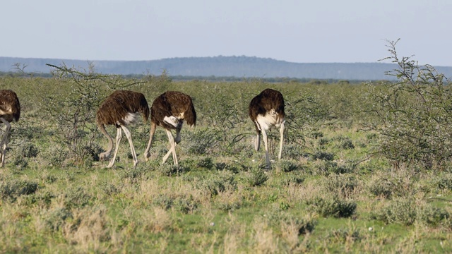 自然栖息地的鸵鸟(Struthio camelus)， Etosha国家公园，纳米比亚视频素材