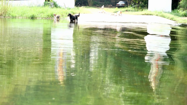 河水泛滥到马路上，一群群的狗在流水中行走视频素材