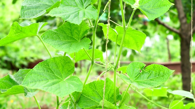 黄瓜种植蔬菜。有机蔬菜开花季节视频素材