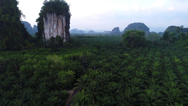 天线。泰国山路景观。飞过棕榈树和道路。视频素材