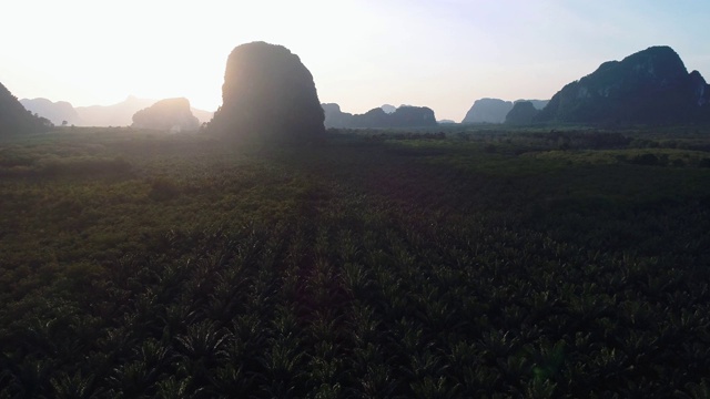 天线。泰国山路景观。飞过棕榈树和道路。视频素材