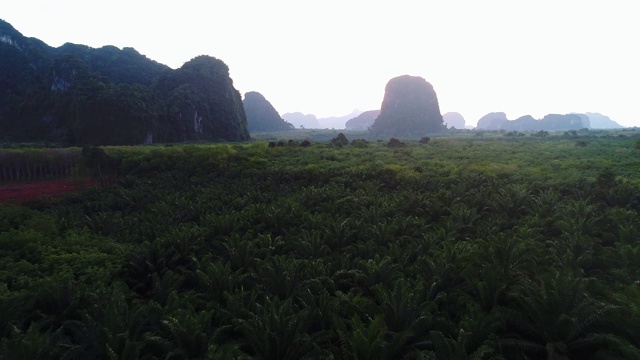 天线。泰国山路景观。飞过棕榈树和道路。视频素材