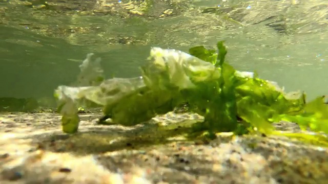 在阳光下的水下海藻特写-气候变化概念视频下载