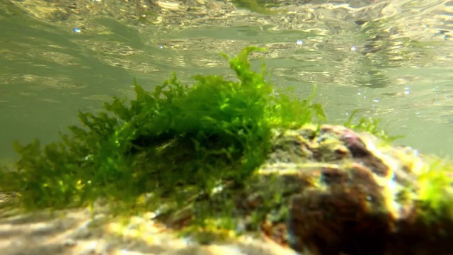 在阳光下的水下海藻特写-气候变化概念视频素材